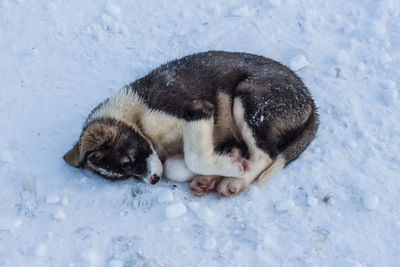 High angle view of sheep on snow