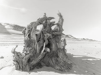 Driftwood on beach