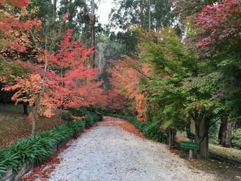 Pathway along trees in park
