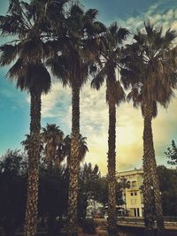 Low angle view of palm trees against sky