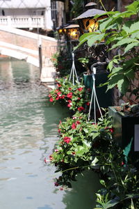 Flowering plants by canal