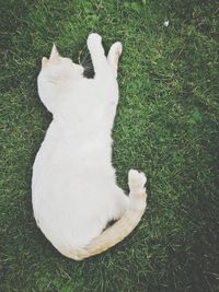 High angle view of white cat sitting on grass