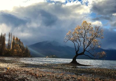 Bare tree by lake against sky