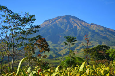 Scenic view of trees and mountain against sky