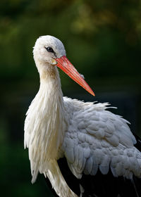 Adult white stork portrait