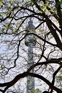 Low angle view of cherry blossom against sky