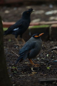 Close-up of birds perching