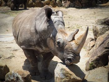 Close-up of elephant in zoo