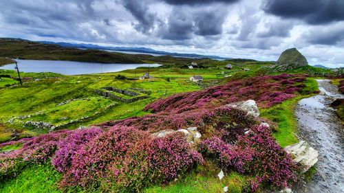 Panoramic view of purple flowers on land against sky