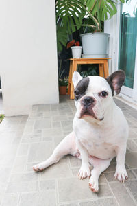 Portrait of white dog on floor