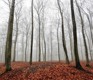 Trees in forest during autumn