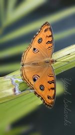 Close-up of butterfly on leaf