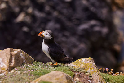 Puffin standing on a rock cliff . fratercula arctica 