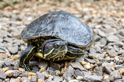 Close-up of turtle on rock