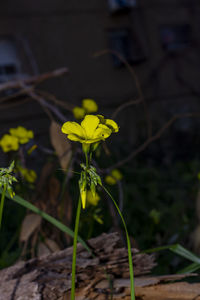 Close-up of yellow flowering plant