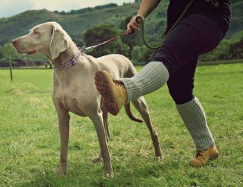 Low section of person with dog on grassy field