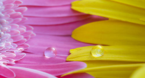 Close-up of pink rose flower