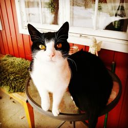 Portrait of cat sitting on chair at home