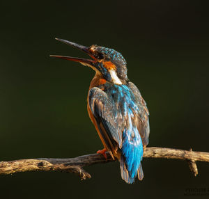 Close-up of bird perching on a branch