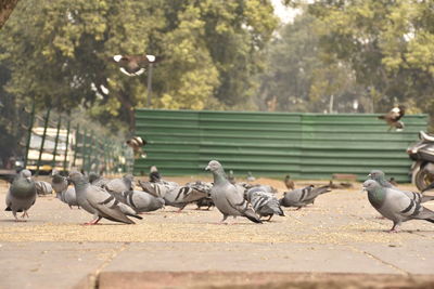 Flock of pigeons