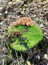 High angle view of mushroom growing on field