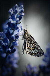 Close-up of butterfly on purple flower