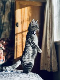 Cat sitting on bed at home