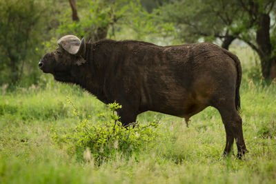 Cape buffalo by tree on grassy field