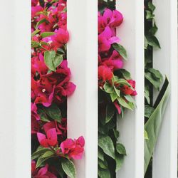 Close-up of red flowers