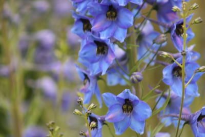 Close-up of purple flowers blooming outdoors