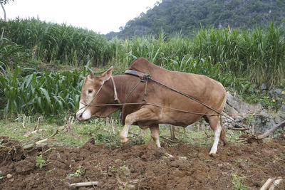 Horse standing on field