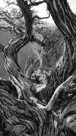 Close-up of tree roots