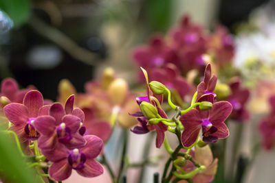 Close-up of pink flowering plant