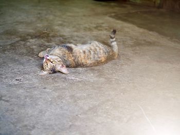 High angle view of cat