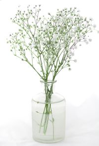 Close-up of plant in vase against white background