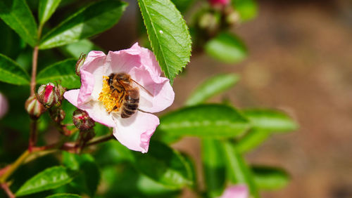 Close-up of bee pollinating on pink flower