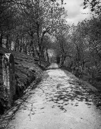 Dirt road amidst trees against sky