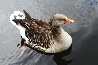 Close-up of duck swimming in lake