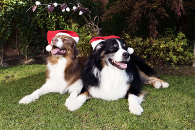 Close-up of dogs wearing santa hats on grassy field