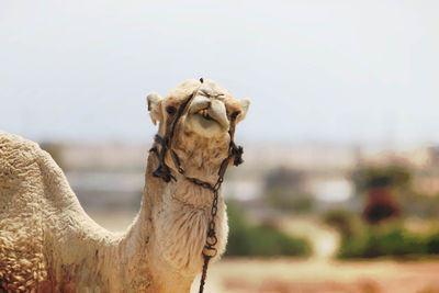 Portrait of camel against sky