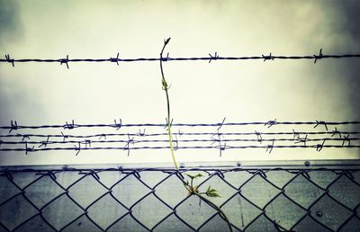 Barbed wire fence