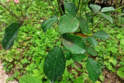 Close-up of water drops on leaves