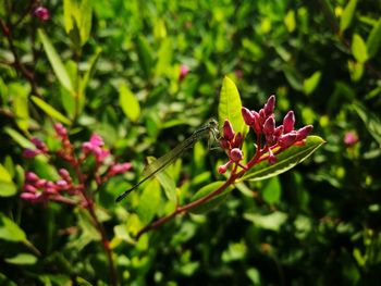 Close-up of pink flowering plant