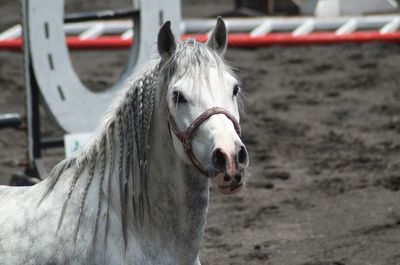 Close-up of a horse in ranch