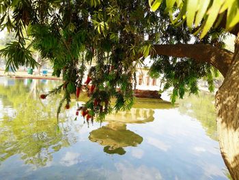 Reflection of palm trees in swimming pool