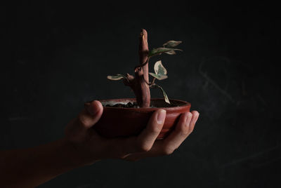 Close-up of human hand holding potted plant against wall