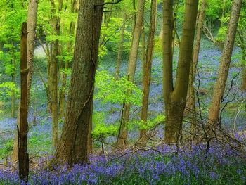 View of trees in forest