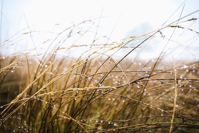 Close-up of grass against sky