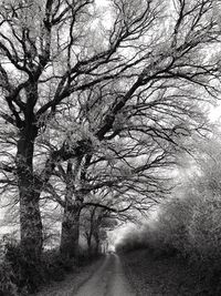 Road amidst trees against sky