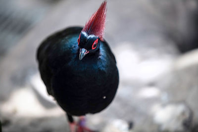 Close-up of bird